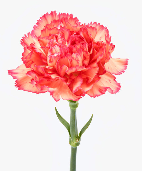 Flame Scarlet | Anjers