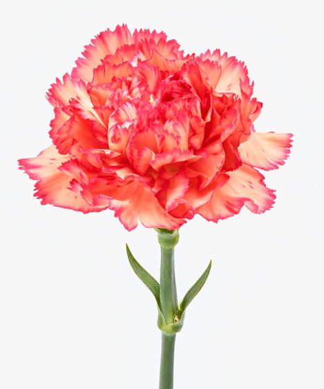 Flame Scarlet | Anjers
