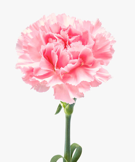 roze anjers boeket