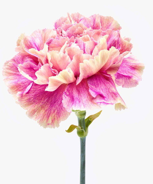 roze anjer close up